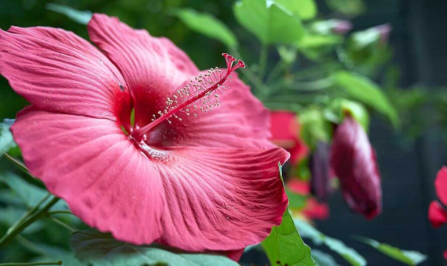 Ten Exceptional Types of Hibiscus to Boost Your Garden